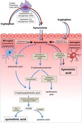 An integrated cytokine and kynurenine network as the basis of neuroimmune communication